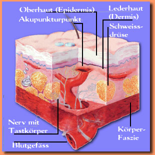 bild_akkupunkt