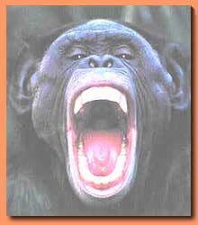 bild_affe